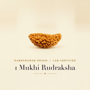 Rare 1 Mukhi Rudraksha (Rameshwaram & Nepal, Shiva-Blessed)