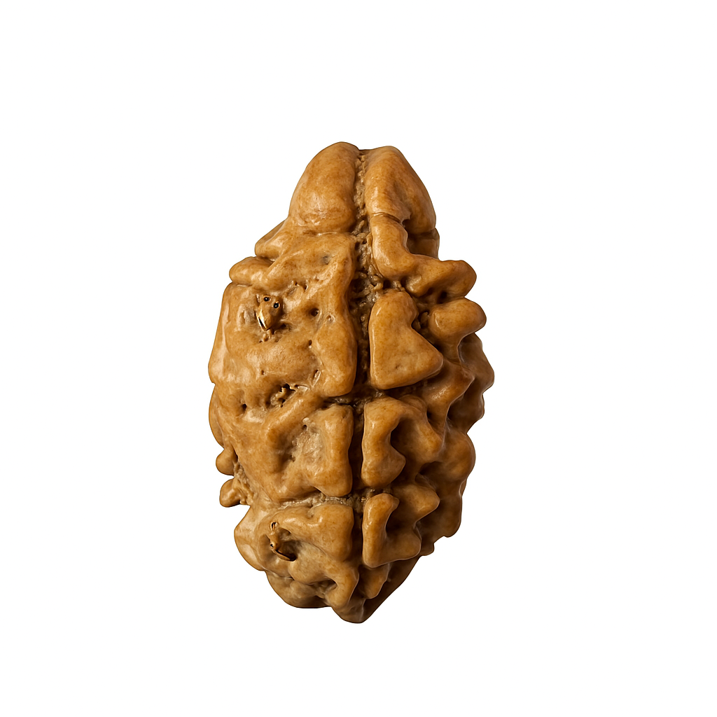 2 Mukhi (Nepal)