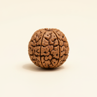 Rudraksha
