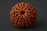 Rudraksha