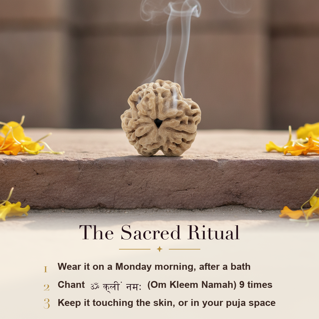 3 Mukhi Rudraksha sacred ritual