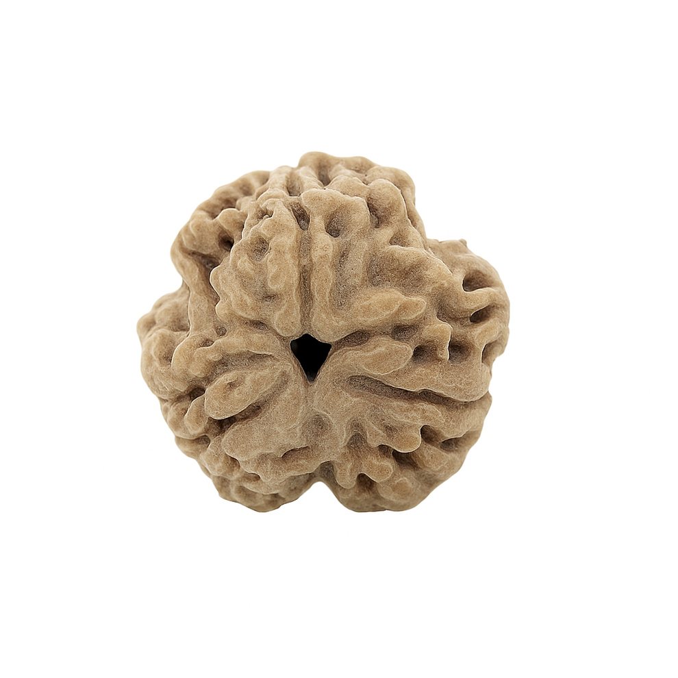 Original 3 Mukhi Rudraksha (Nepal Origin, Agni-Blessed)
