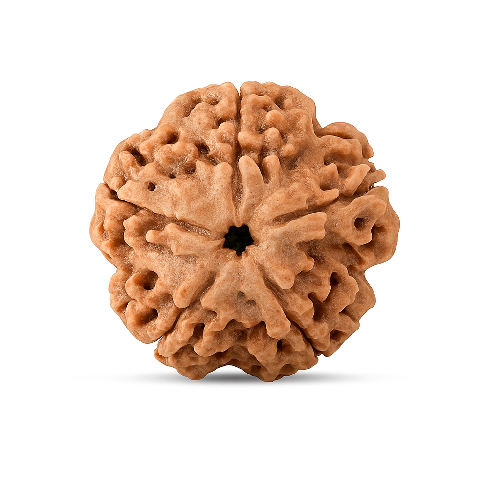 Original 5 Mukhi Rudraksha (Nepal Origin, Shiva-Blessed)