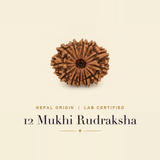 12 Mukhi