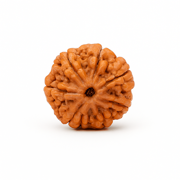 7 Mukhi Ruraksha Certified (Nepal)