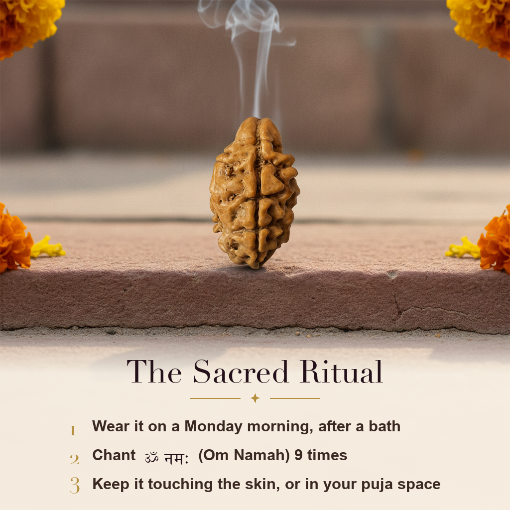 2 Mukhi Rudraksha sacred ritual