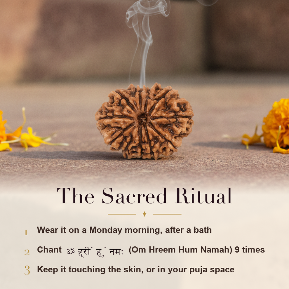 11 Mukhi Rudraksha sacred ritual