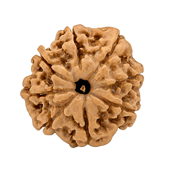 8 Mukhi Rudraksha Original Certified (Nepal)