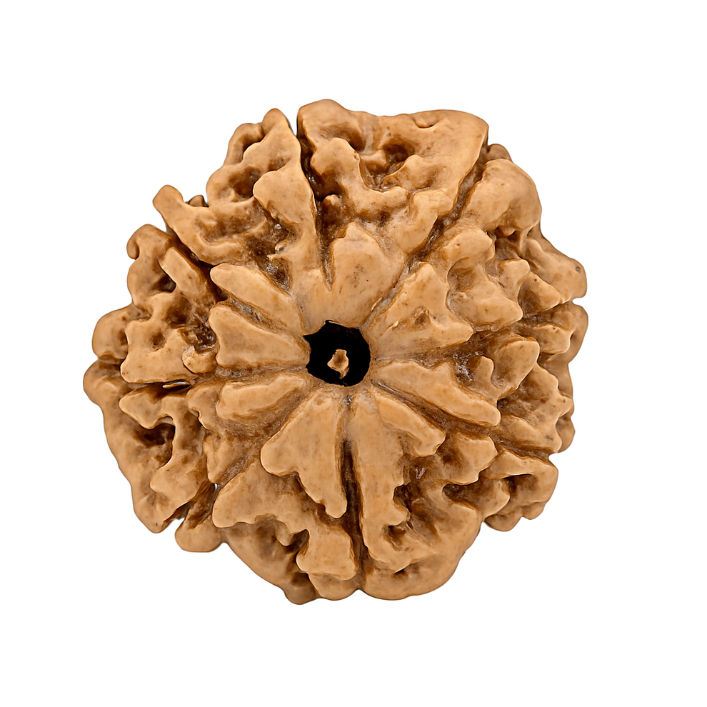 Original 8 Mukhi Rudraksha (Nepal Origin, Ganesha-Blessed)