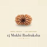 14 Mukhi