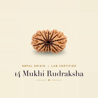 14 Mukhi (Nepal)