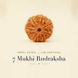 7 Mukhi