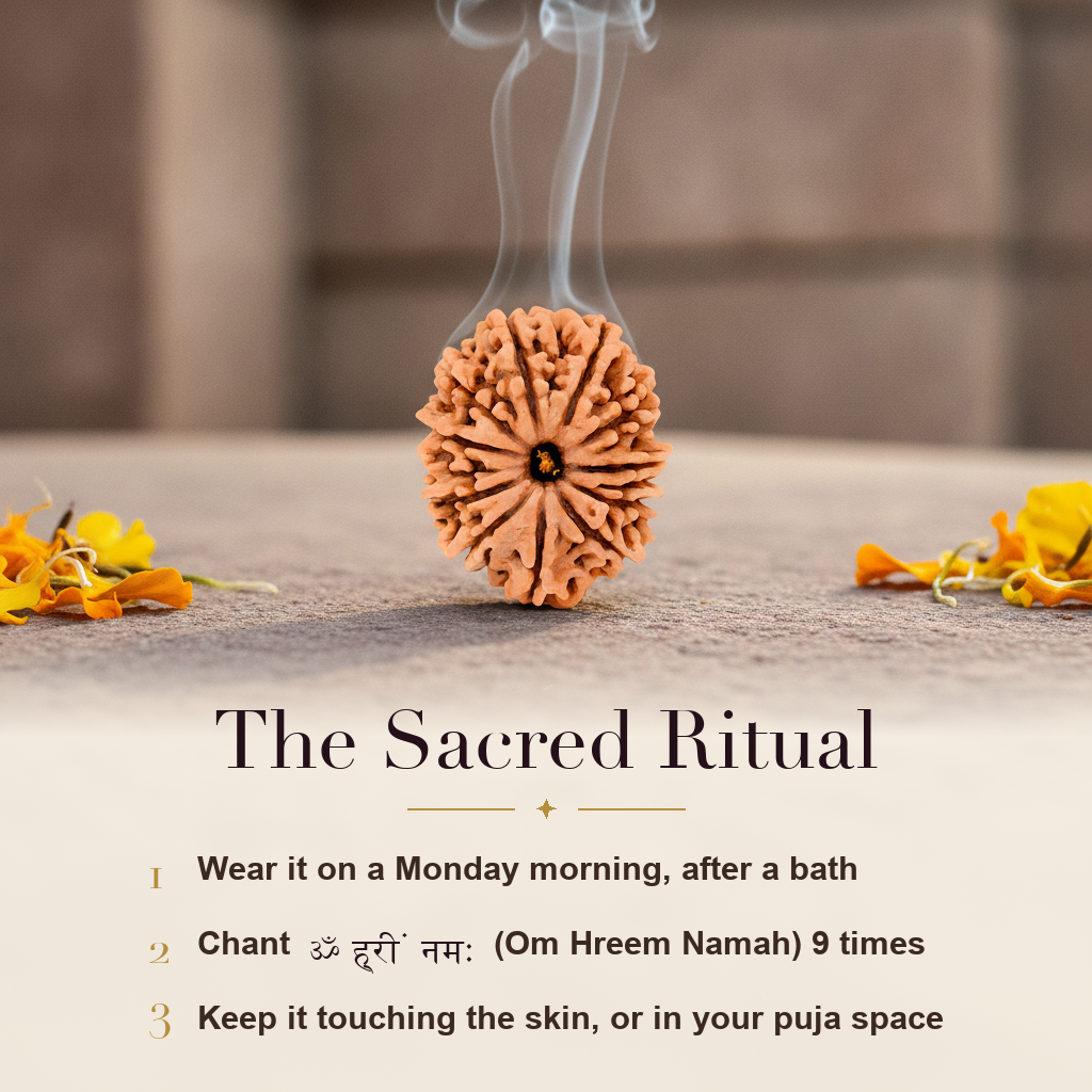 13 Mukhi Rudraksha sacred ritual
