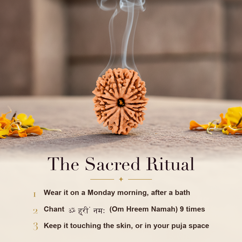 13 Mukhi Rudraksha sacred ritual