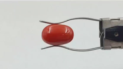 Coral Stone (Premium AA) - Italian