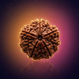Rudraksha