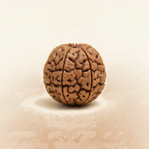 Rudraksha